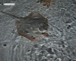 Nevada - Las Vegas - Hotels & Casinos - Mandalay Bay