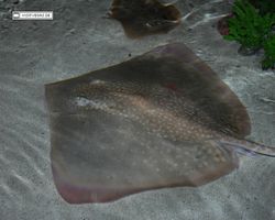 Nevada - Las Vegas - Hotels & Casinos - Mandalay Bay