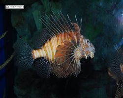 Nevada - Las Vegas - Hotels & Casinos - Mandalay Bay