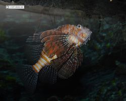 Nevada - Las Vegas - Hotels & Casinos - Mandalay Bay