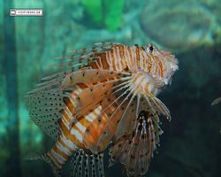 Nevada - Las Vegas - Hotels & Casinos - Mandalay Bay