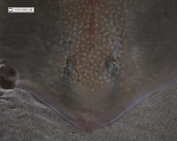 Nevada - Las Vegas - Hotels & Casinos - Mandalay Bay