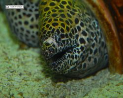 Nevada - Las Vegas - Hotels & Casinos - Mandalay Bay