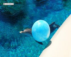 Nevada - Las Vegas - Hotels & Casinos - Mirage