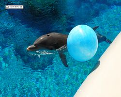 Nevada - Las Vegas - Hotels & Casinos - Mirage