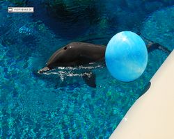 Nevada - Las Vegas - Hotels & Casinos - Mirage