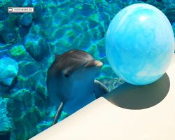 Nevada - Las Vegas - Hotels & Casinos - Mirage