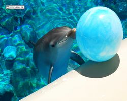 Nevada - Las Vegas - Hotels & Casinos - Mirage