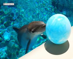 Nevada - Las Vegas - Hotels & Casinos - Mirage