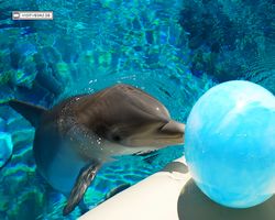 Nevada - Las Vegas - Hotels & Casinos - Mirage