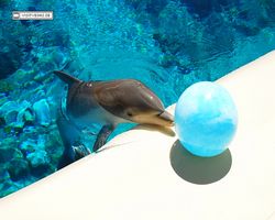 Nevada - Las Vegas - Hotels & Casinos - Mirage