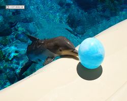 Nevada - Las Vegas - Hotels & Casinos - Mirage