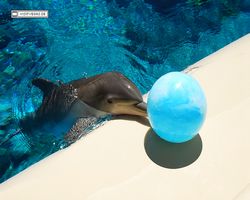 Nevada - Las Vegas - Hotels & Casinos - Mirage