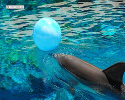 Nevada - Las Vegas - Hotels & Casinos - Mirage