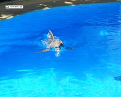 Nevada - Las Vegas - Hotels & Casinos - Mirage