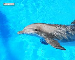 Nevada - Las Vegas - Hotels & Casinos - Mirage