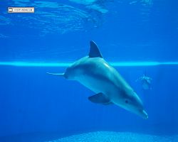 Nevada - Las Vegas - Hotels & Casinos - Mirage