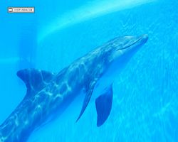 Nevada - Las Vegas - Hotels & Casinos - Mirage