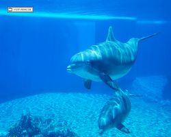 Nevada - Las Vegas - Hotels & Casinos - Mirage