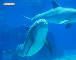 Nevada - Las Vegas - Hotels & Casinos - Mirage