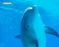 Nevada - Las Vegas - Hotels & Casinos - Mirage