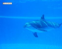 Nevada - Las Vegas - Hotels & Casinos - Mirage