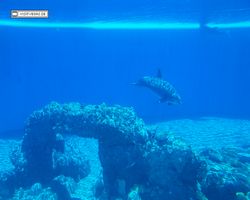 Nevada - Las Vegas - Hotels & Casinos - Mirage