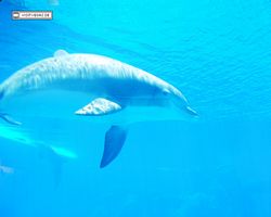 Nevada - Las Vegas - Hotels & Casinos - Mirage