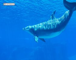 Nevada - Las Vegas - Hotels & Casinos - Mirage