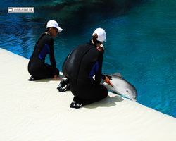 Nevada - Las Vegas - Hotels & Casinos - Mirage