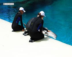 Nevada - Las Vegas - Hotels & Casinos - Mirage