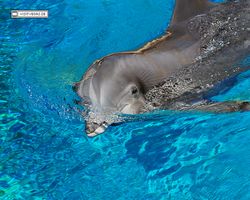 Nevada - Las Vegas - Hotels & Casinos - Mirage