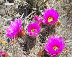 Nevada - Red Rock Canyon