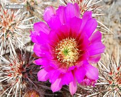 Nevada - Red Rock Canyon