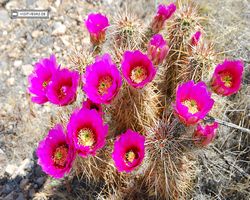 Nevada - Red Rock Canyon