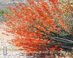 Nevada - Red Rock Canyon