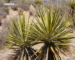 Nevada - Red Rock Canyon