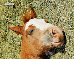 Nevada - Reno Rodeo 2011