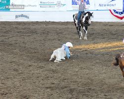 Nevada - Reno Rodeo 2011