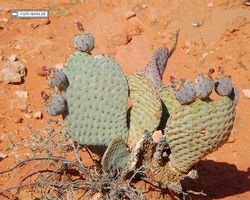 Nevada - Valley of Fire