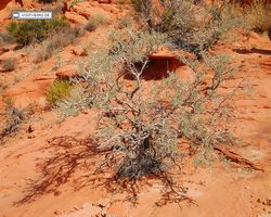 Nevada - Valley of Fire