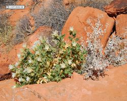 Nevada - Valley of Fire