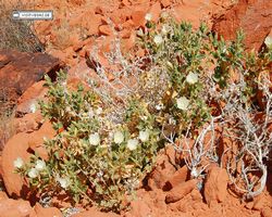 Nevada - Valley of Fire