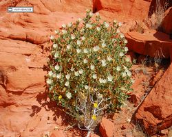 Nevada - Valley of Fire