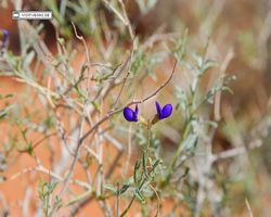 Nevada - Valley of Fire