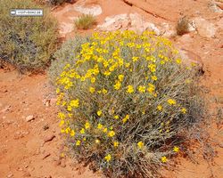 Nevada - Valley of Fire