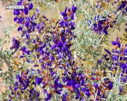 Nevada - Valley of Fire