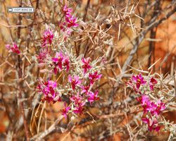 Nevada - Valley of Fire