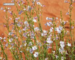 Nevada - Valley of Fire