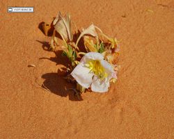 Nevada - Valley of Fire